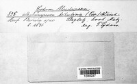 Melampsoridium betulinum image